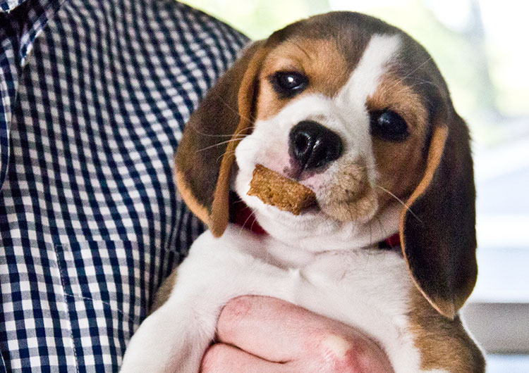 baby-beagle-puppy-eating-treat