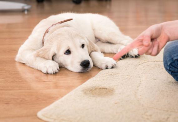 golden-retriever-dog-peeing-in-house-shutterstock_237584218