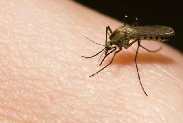 mosquito sucking blood from human hand