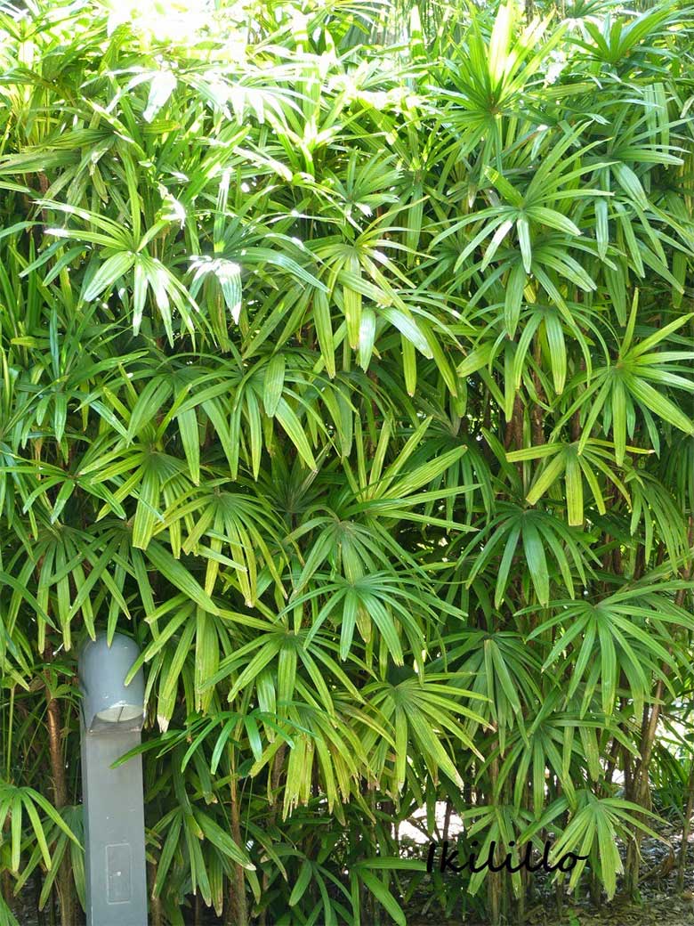 plantas-palma