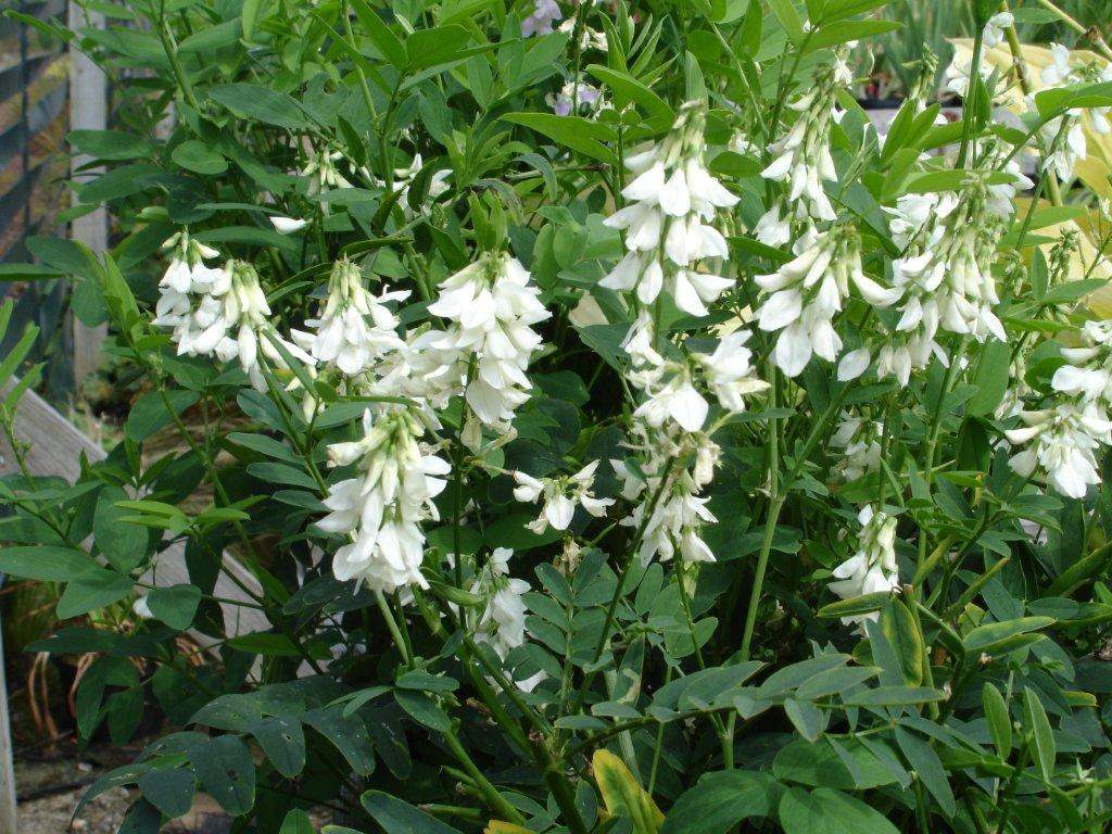 salvia-afficinalis-Alba