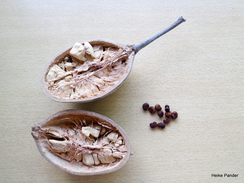 superfoods nuevos