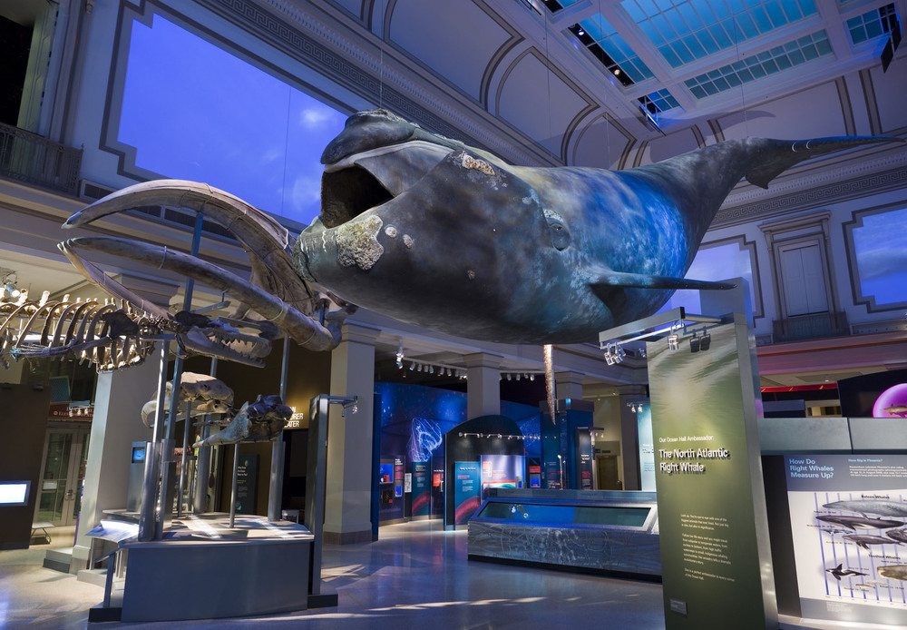 Ocean Hall Smithsonain Museum of Natural History