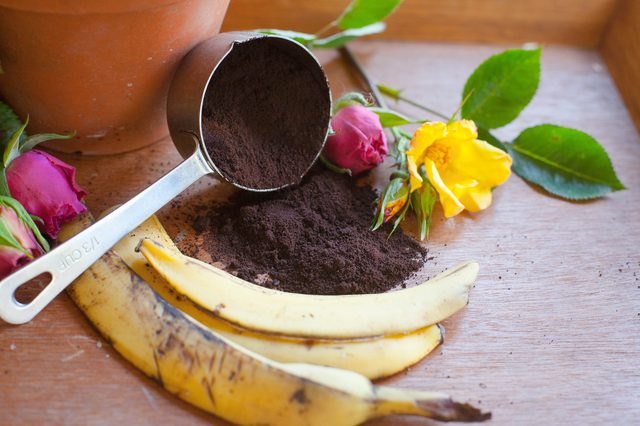 Make-Roses-Bloom-with-Banana-and-Coffee-Grounds