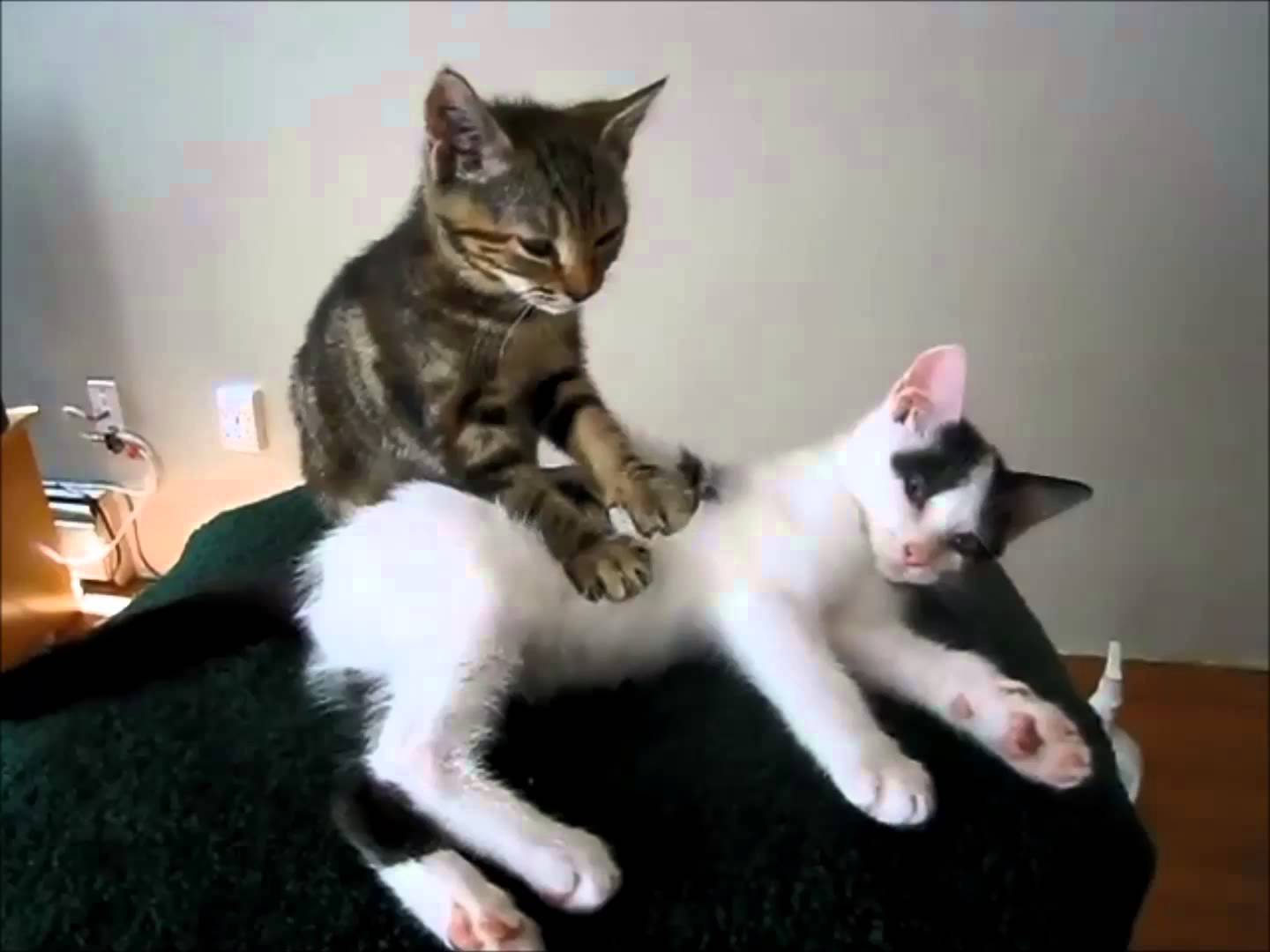 masajes para perros y gatos