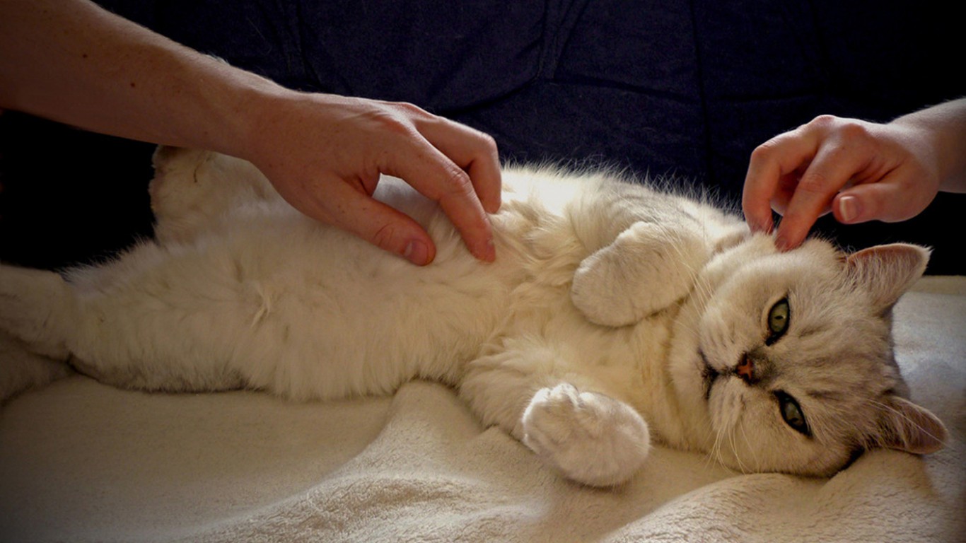 masajes para perros y gatos