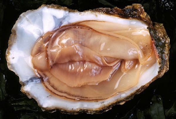 oyster