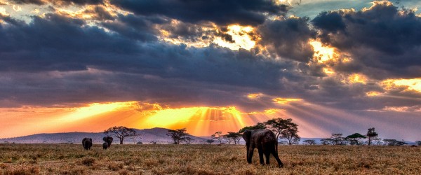 parc-national-Serengeti-600x250