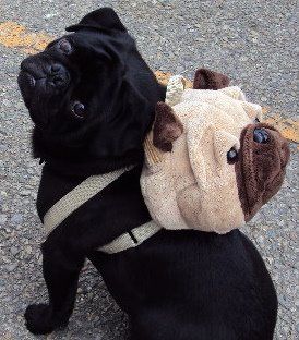 pug-mochila