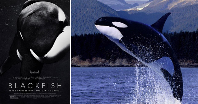 Blackfish