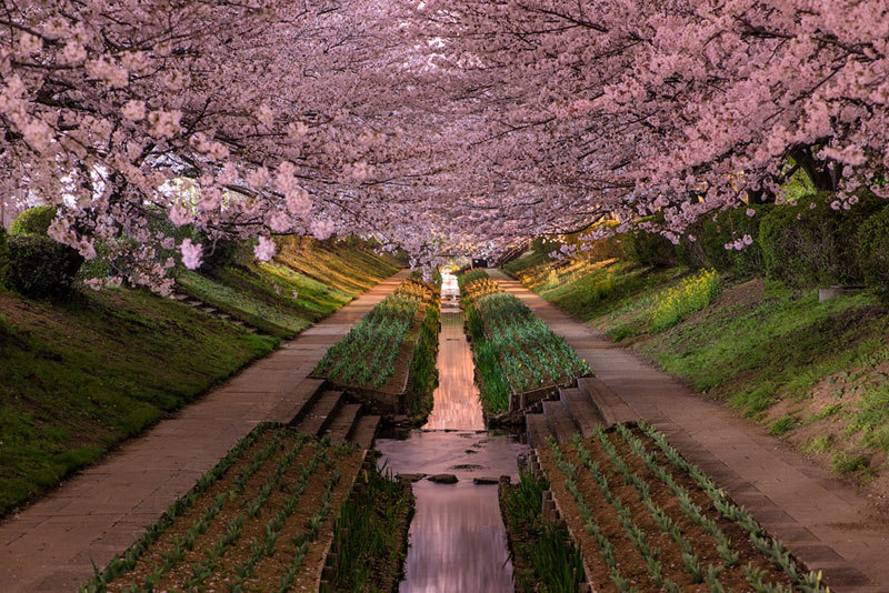 cherry-blossoms-in-bloor-yokohama-japan-hanami
