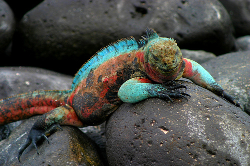 Islas-Galápagos:-El-paraíso-del-que-muchos-hablan-pero-pocos-conocen