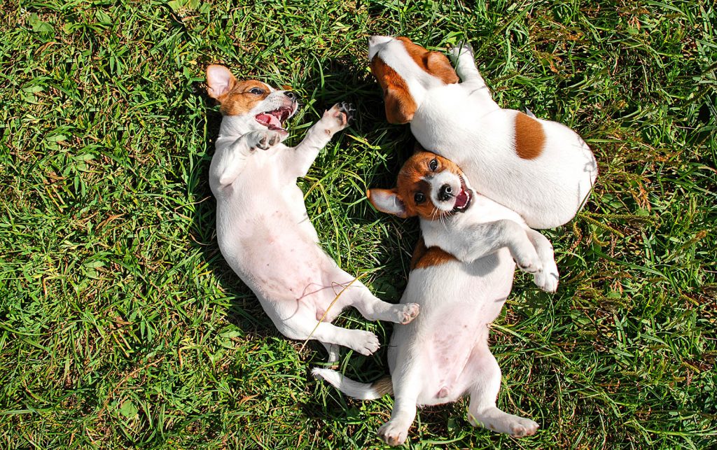 fotos de animales siendo realmente felices