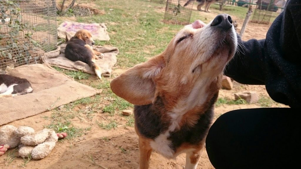 fotos de animales siendo realmente felices