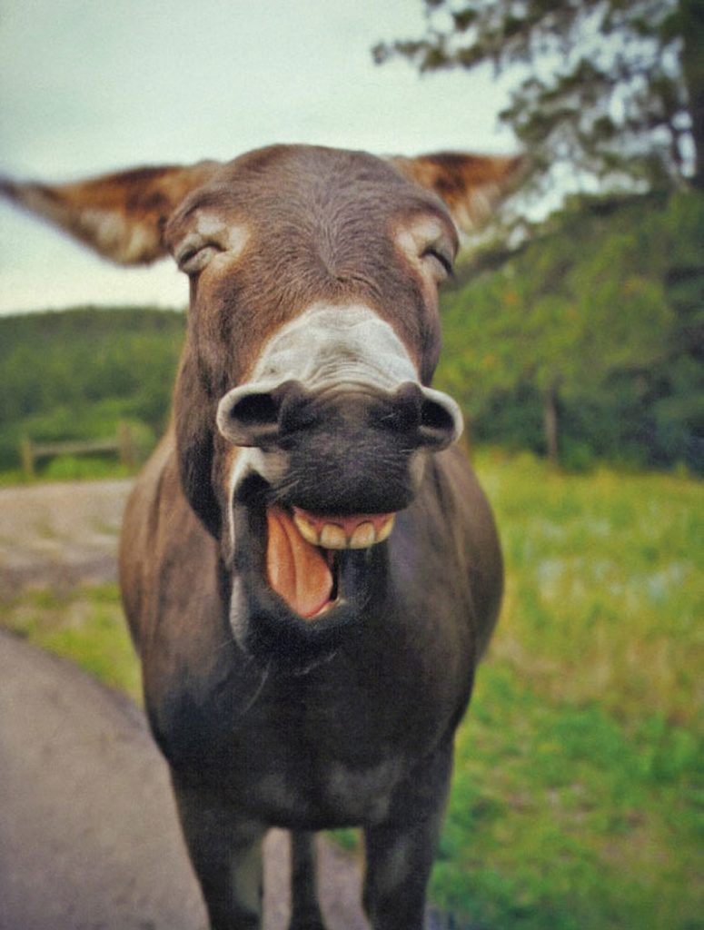 fotos de animales siendo realmente felices