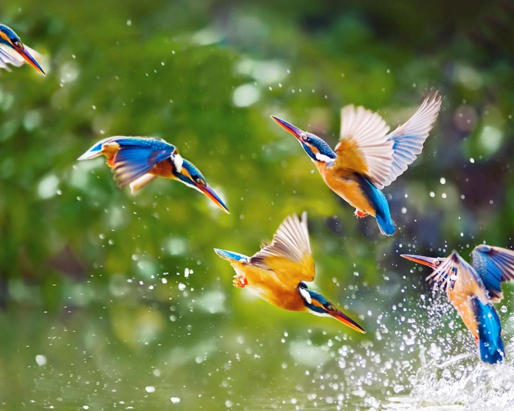 fotos de animales siendo realmente felices