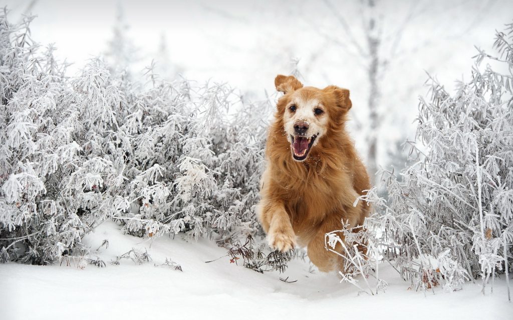 fotos de animales siendo realmente felices