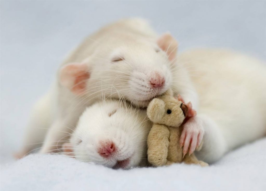 fotos de animales siendo realmente felices