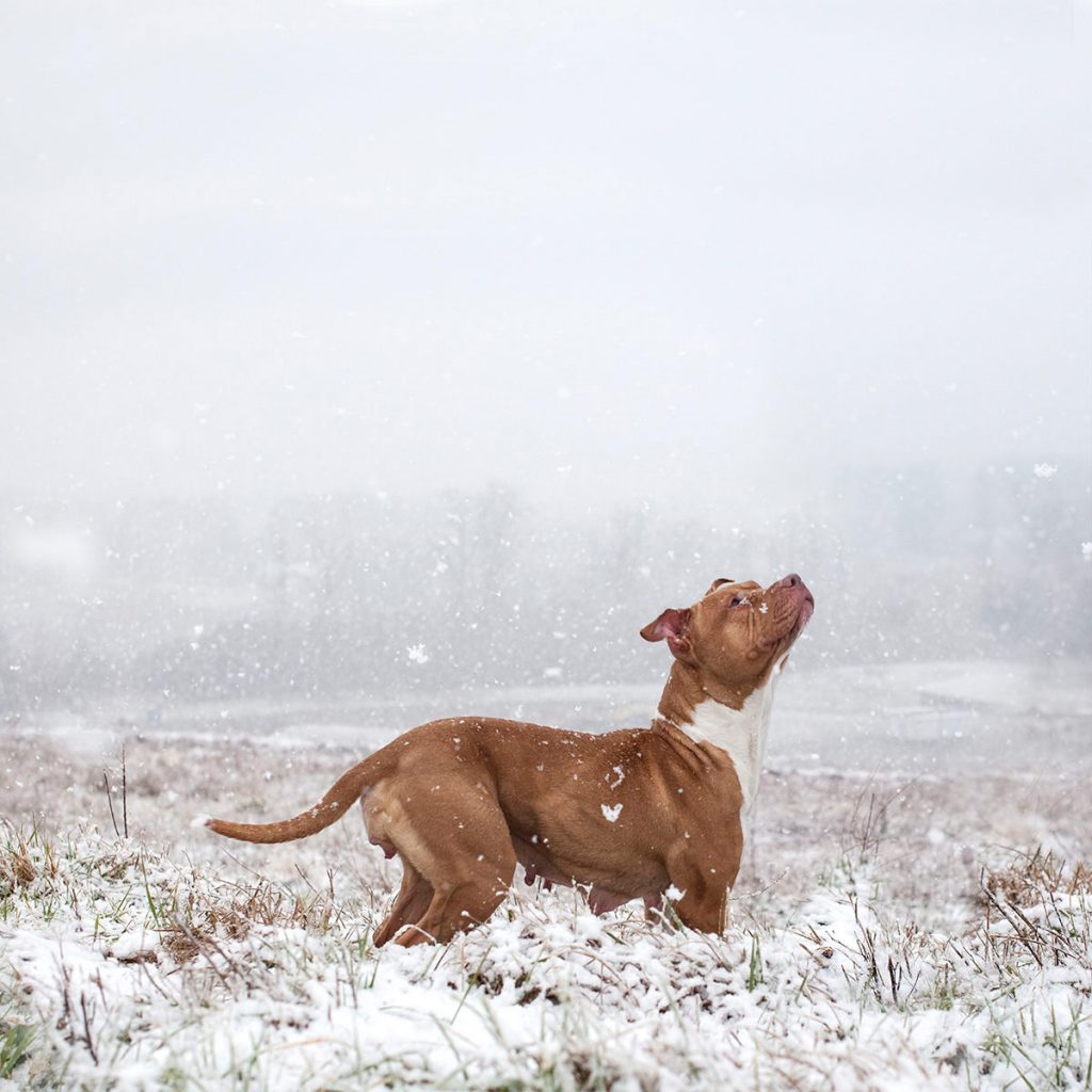 fotos de animales siendo realmente felices