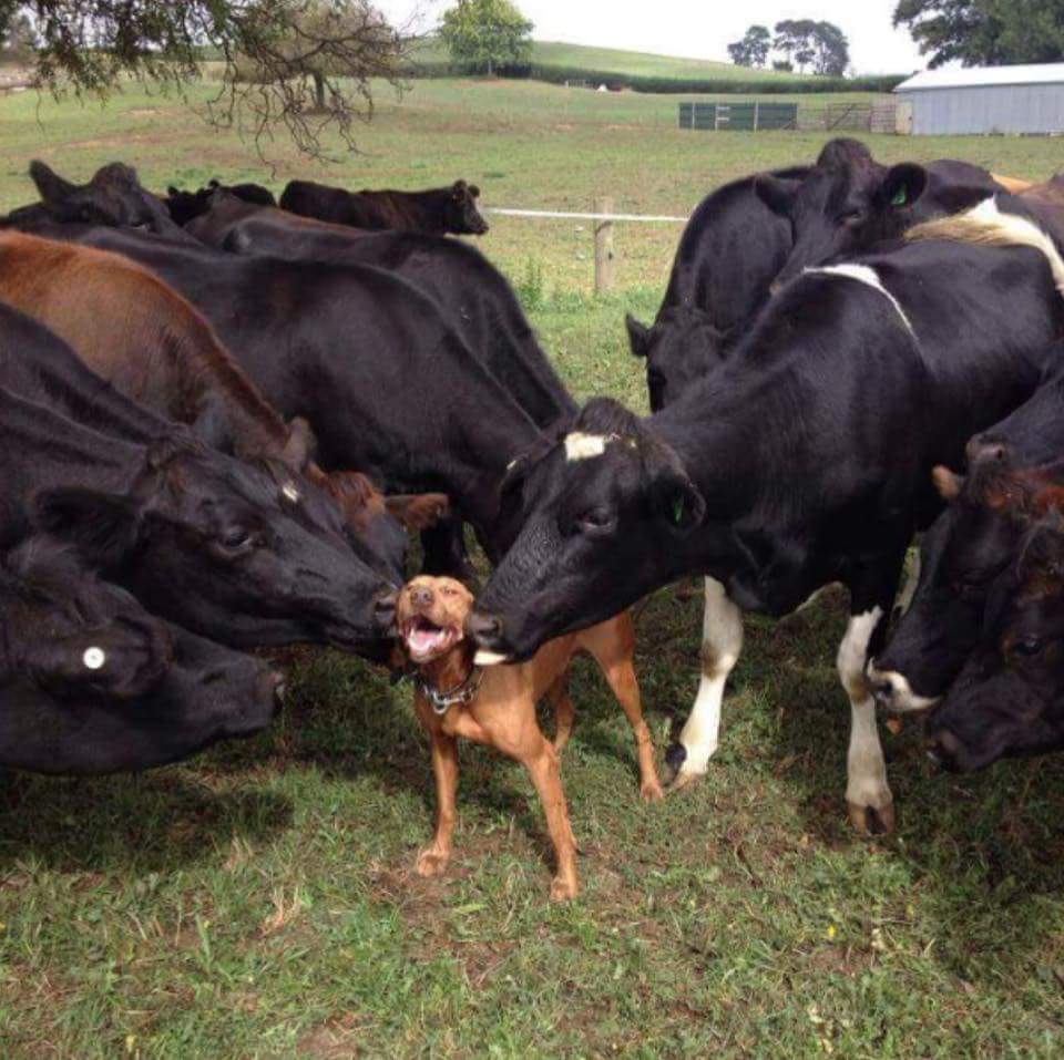fotos de animales siendo realmente felices