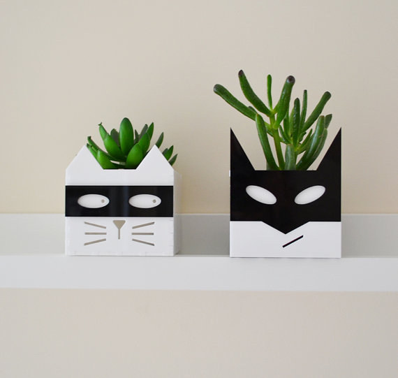 gato10
