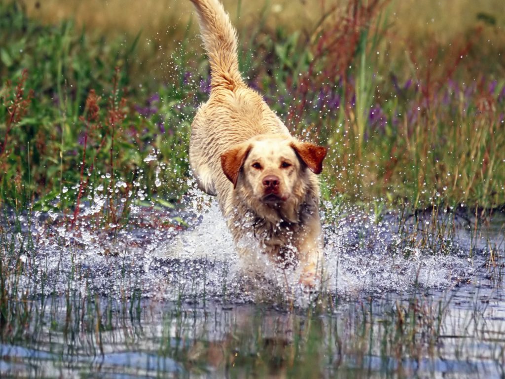 ideas celebrar Día del perro mascota