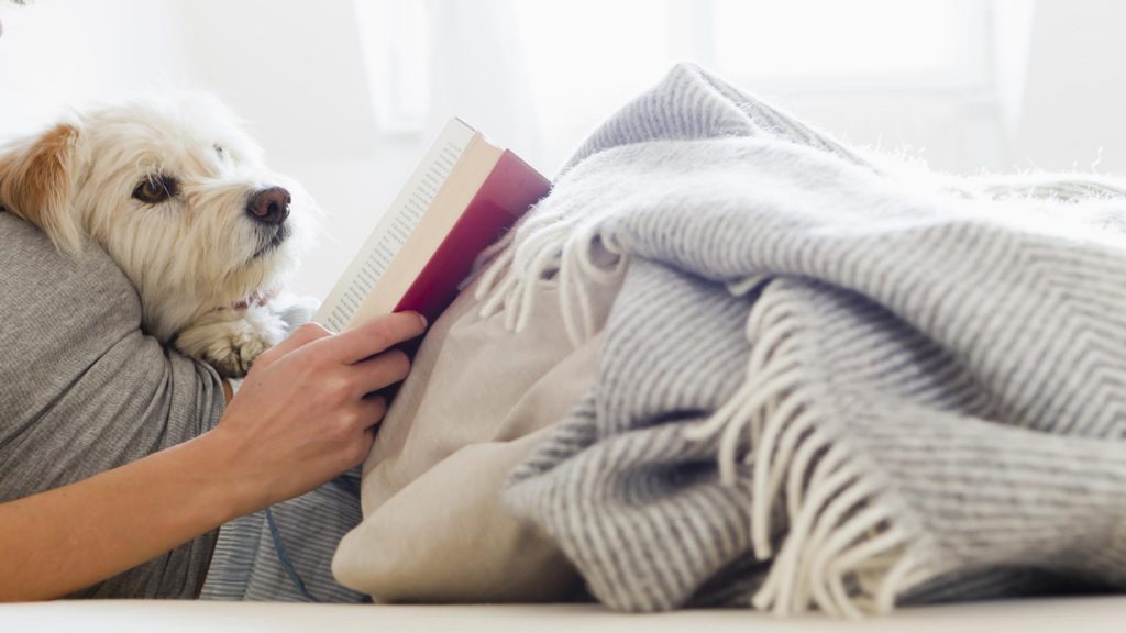 deas celebrar Día del perro mascota