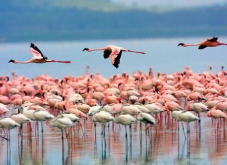 lago-nakuru