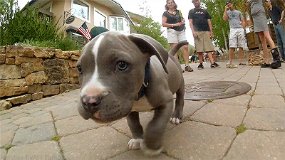 puppy-dont-need-leash