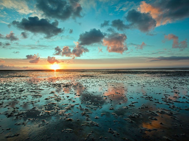 wadden-sea-mudflats-netherlands