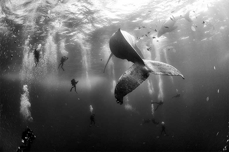 Anuar Patjane, Whale Whisperers. Cortesía del museo