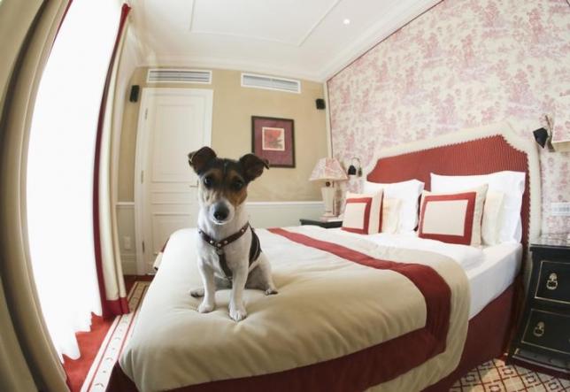 One-and-a-half-year-old Jack Russell Terrier, Ella, sits on a bed at Hotel Sacher in Vienna July 30, 2013. REUTERS/Leonhard Foeger