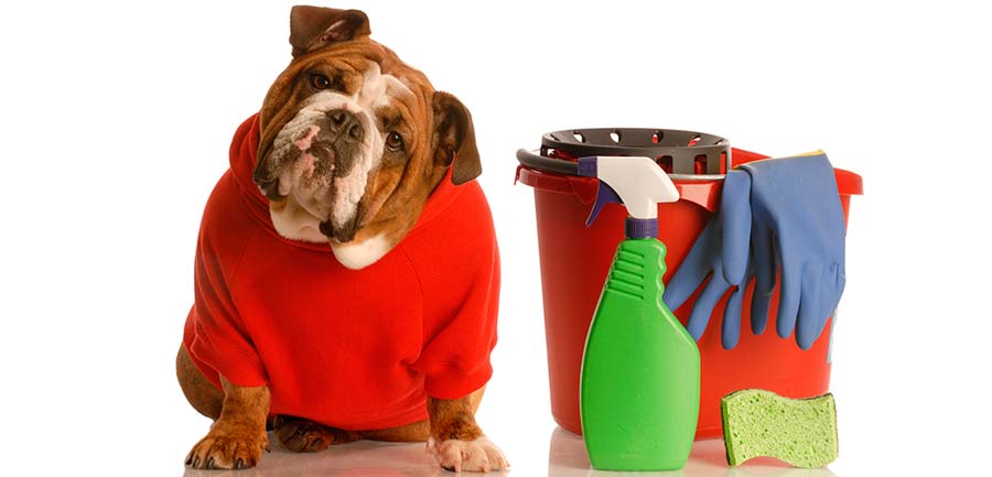 como-mantener-tu-casa-limpia-con-mascotas