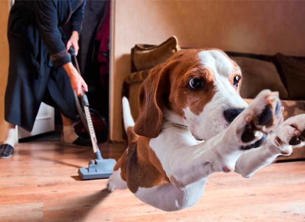 como-mantener-tu-casa-limpia-con-mascotas