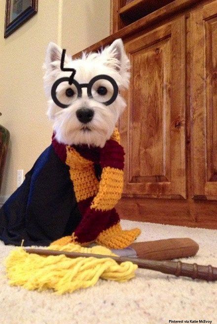 harrydog