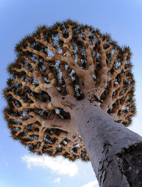 Pinterest.com