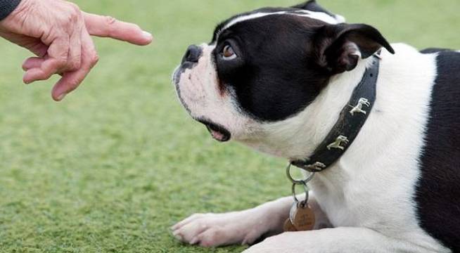animalmascota.com