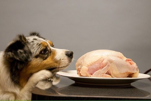 nutricionistadeperros.com
