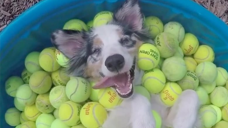 cosas que harán a tu perro el más feliz