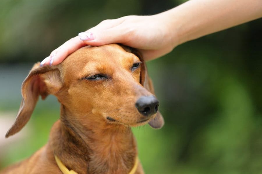 10 tips para que tu perro haga del baño