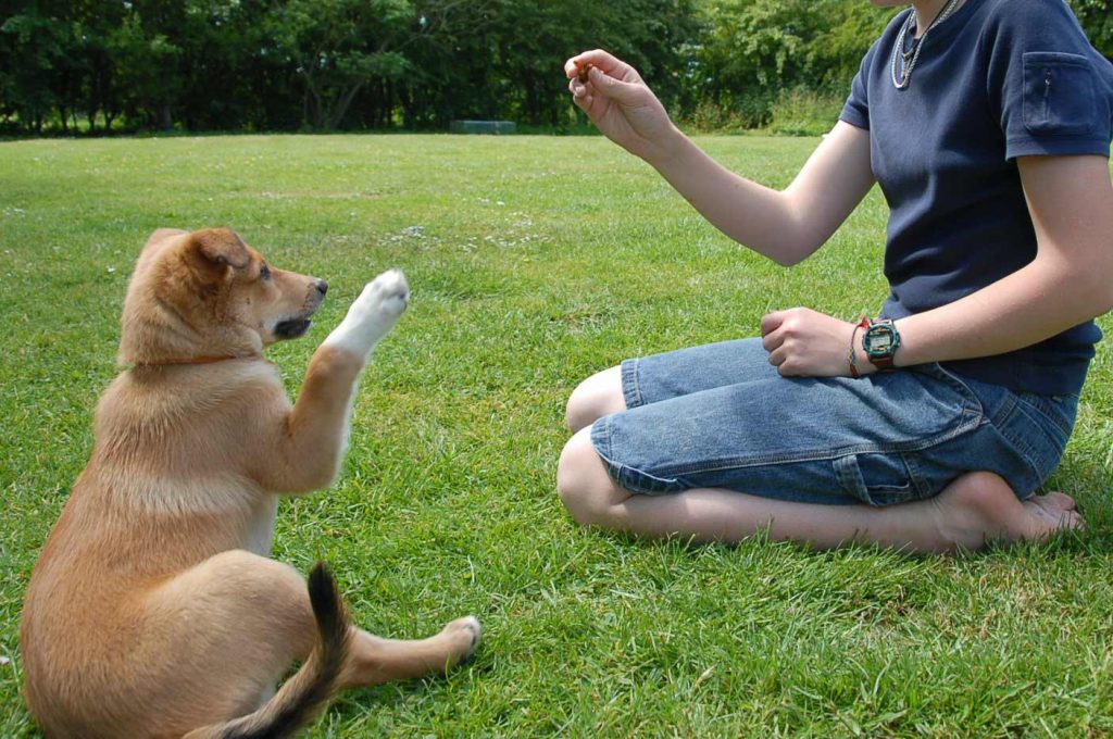 10 tips para que tu perro haga del baño