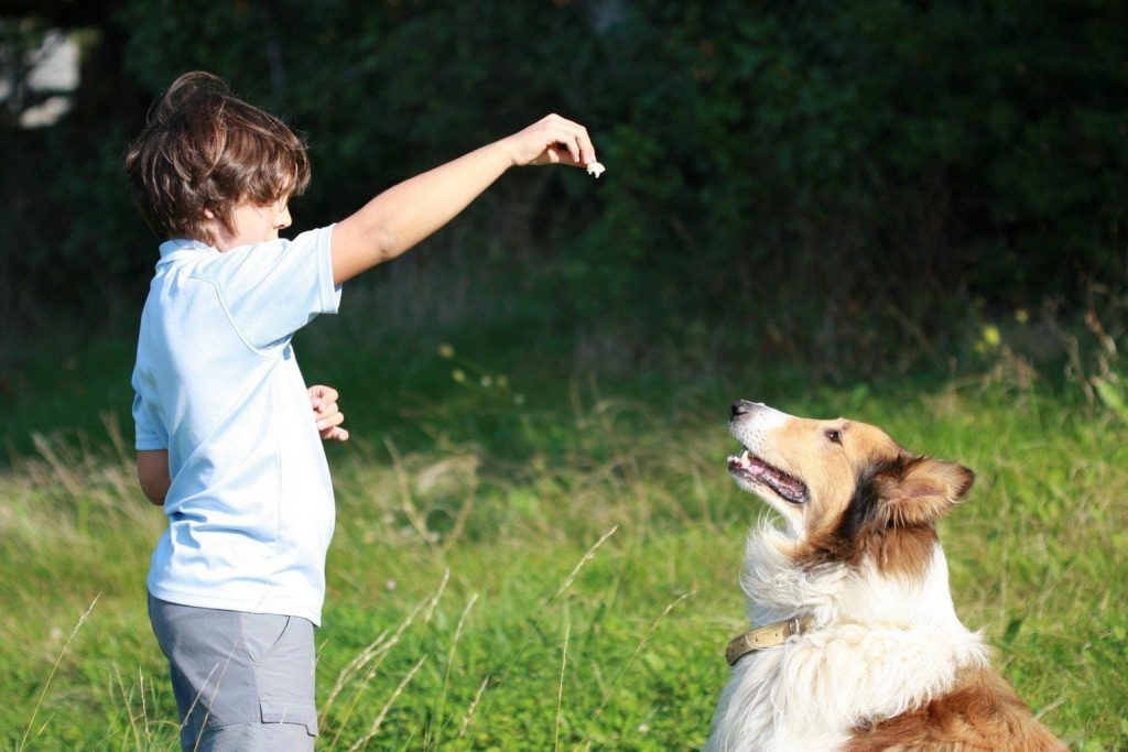 10 tips para que tu perro haga del baño