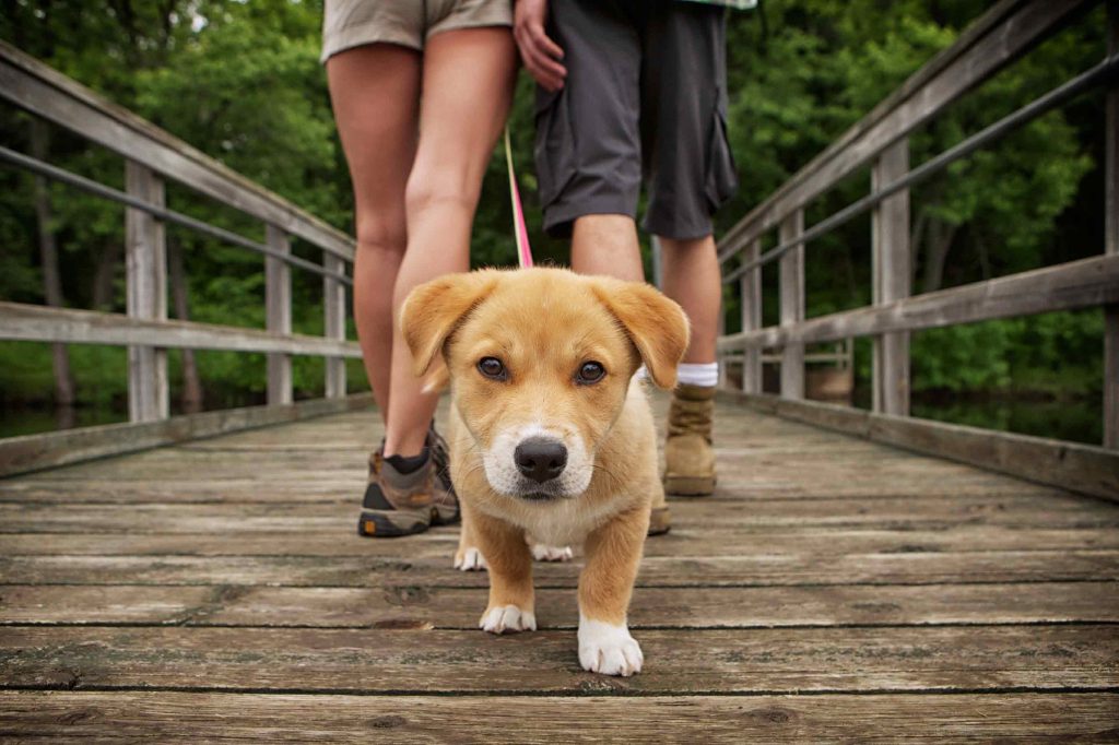 10 tips para que tu perro haga del baño