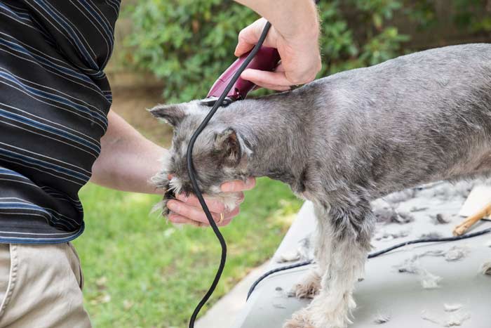 cómo hacer una estetica canina en casa