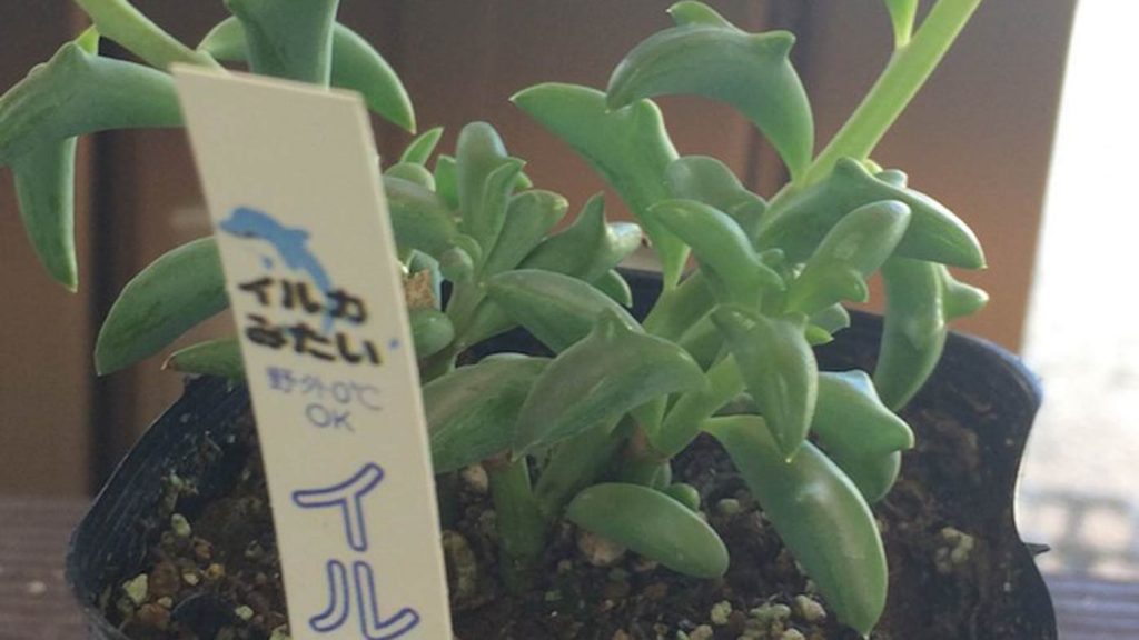 Plantas increíbles y súper tiernas que enloquecen la web 2