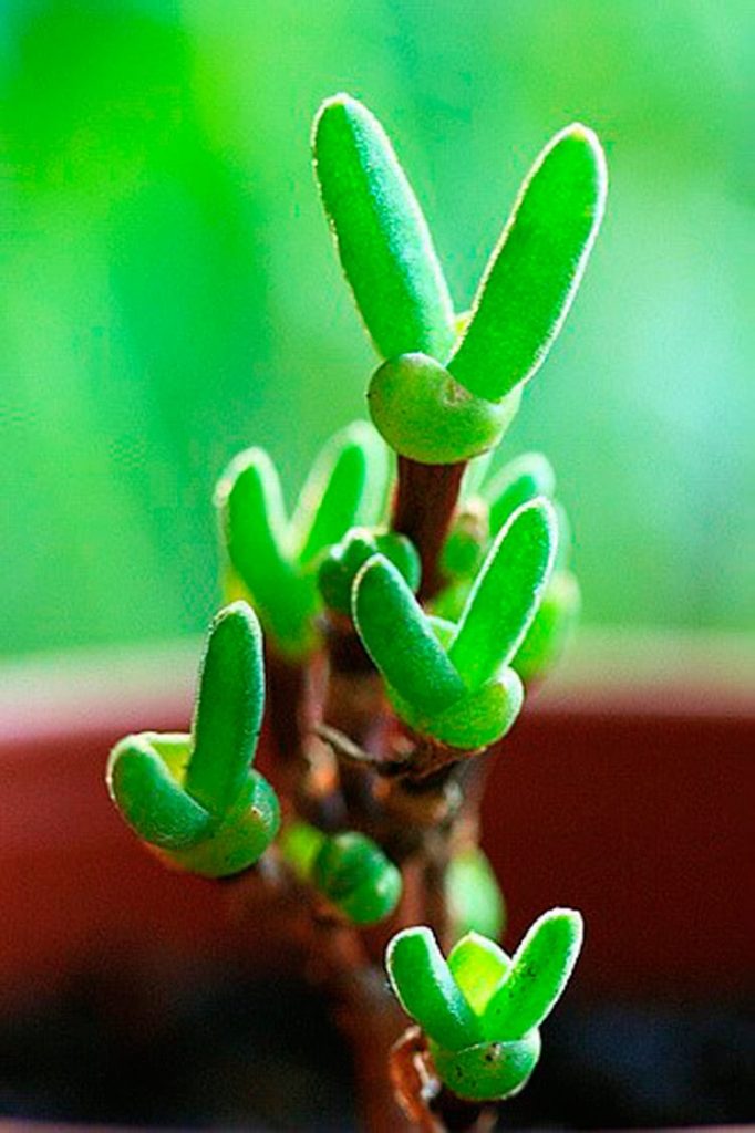 Plantas increíbles y súper tiernas que enloquecen la web 1