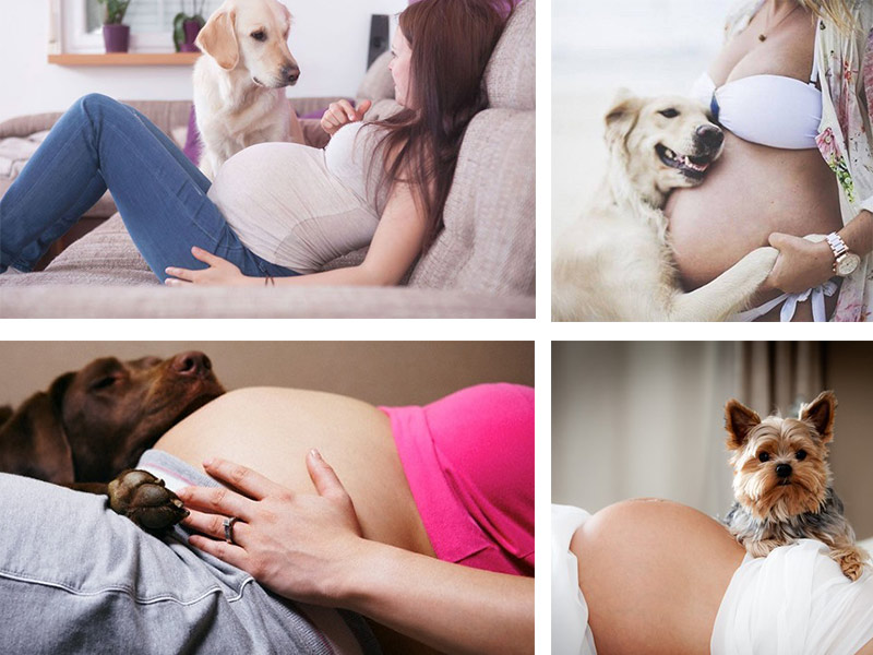 Beneficios de tener perros y gatos durante el embarazo 5