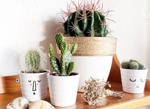 Ideas con plantas para darle un toque fresco a tu casa 5