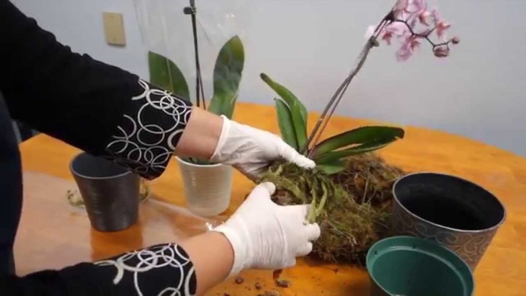 Cómo recuperar una planta seca fácilmente 0