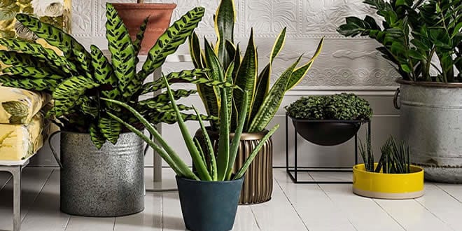 Ideas con plantas para darle un toque fresco a tu casa 0